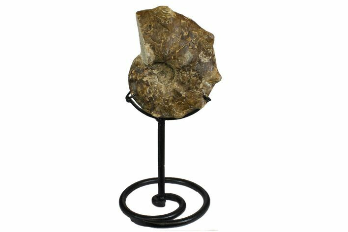 Cretaceous Ammonite (Mammites) Fossil with Metal Stand - Morocco #164221